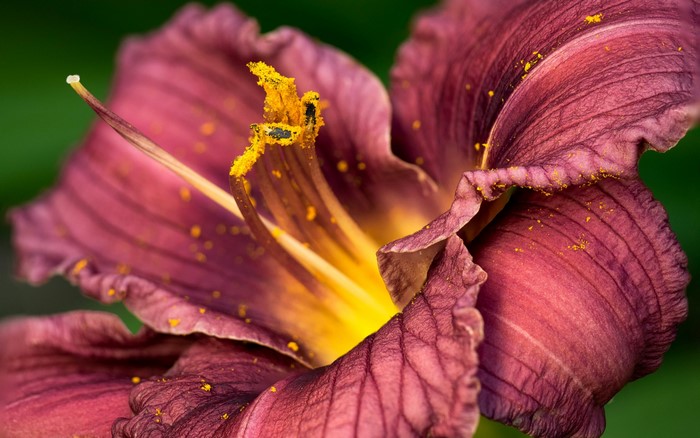 Closeup of a purple lily with yellow pollen
