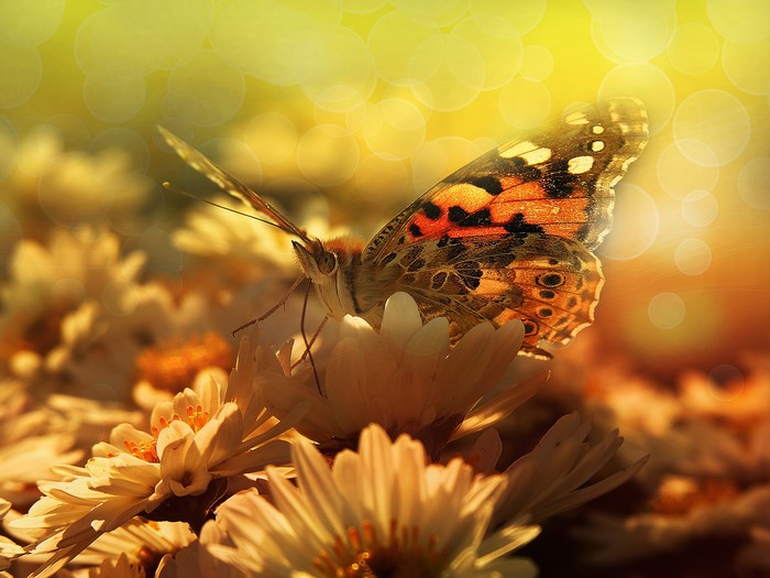 Butterfly on a flower with bokeh