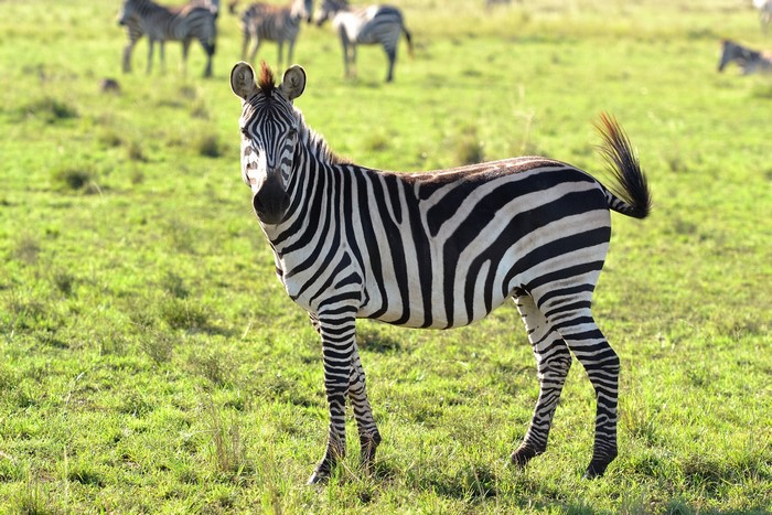 Zebra standing in a grassy field