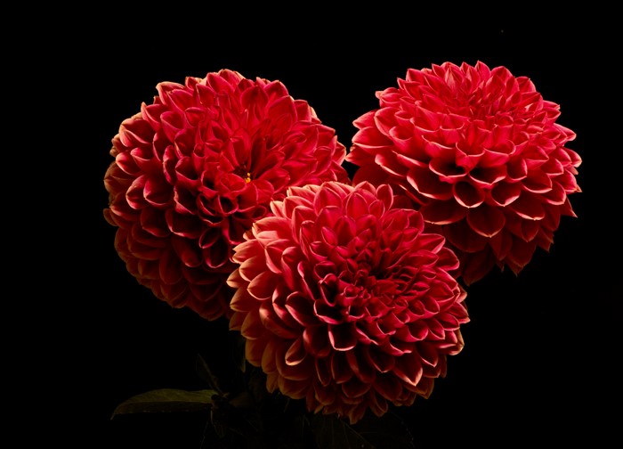 4K Closeup of Red Dahlias in Trio
