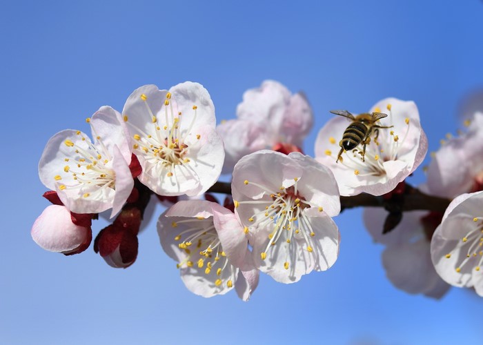 Bee on Apricot Blossoms