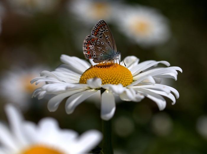 Butterfly on a Daisy