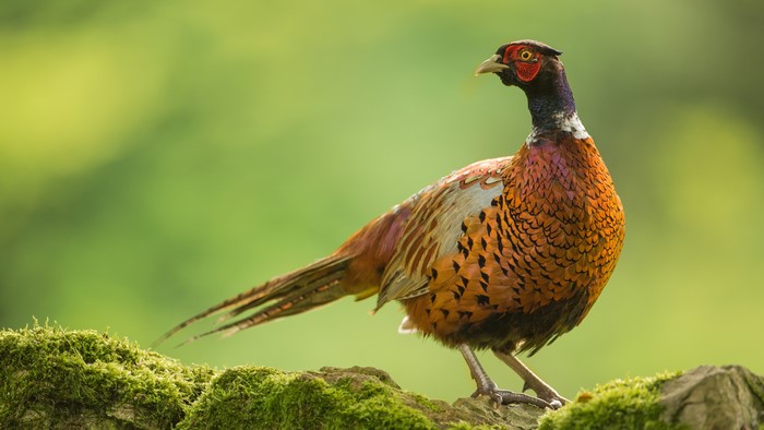 Common pheasant bird on mossy rock