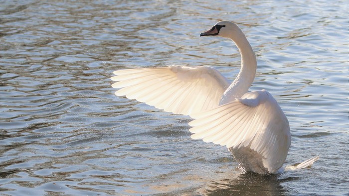 White Swan Spreading Wings in Water