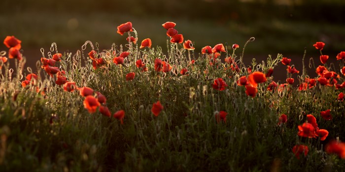 Field of Red Poppies in Golden Hour Light