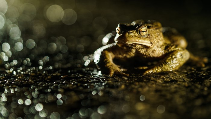 True toad in bokeh