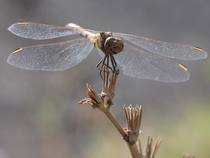 Dragonfly perched on a dry plant stem