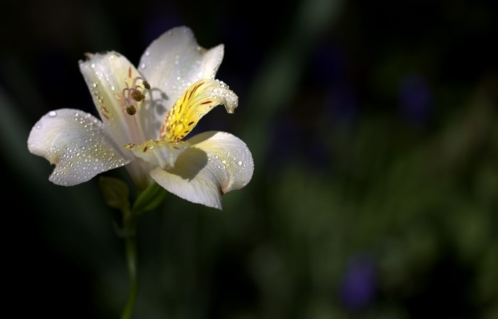 White Alstroemeria flower with water drops