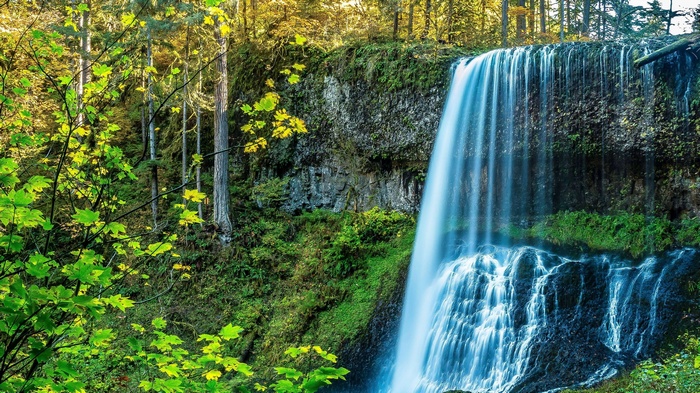 Waterfall in a forest with green foliage