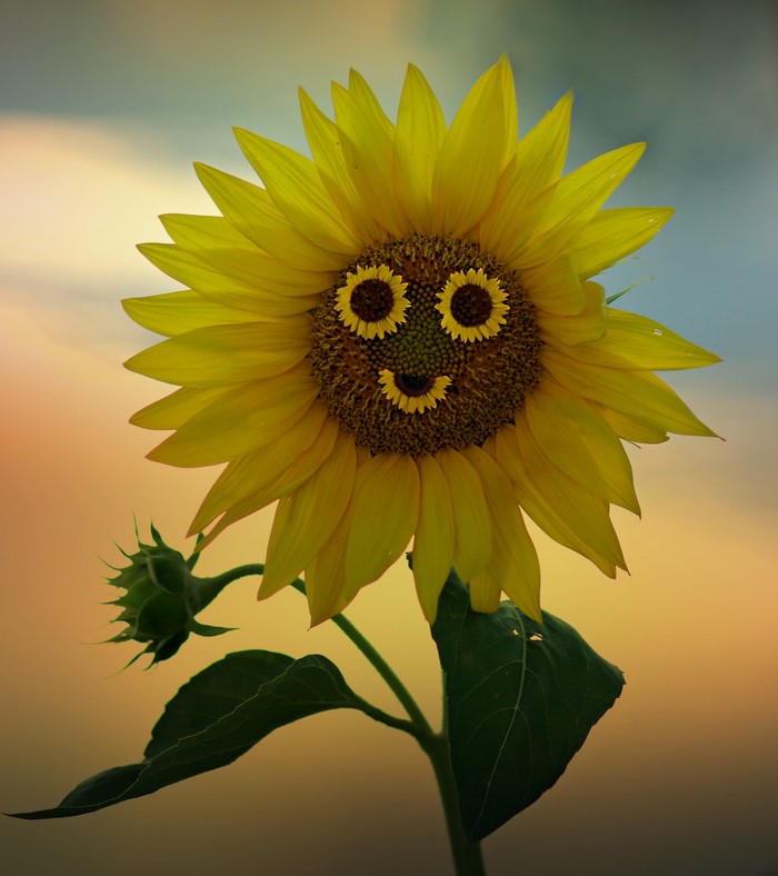 Sunflower with a smiley face