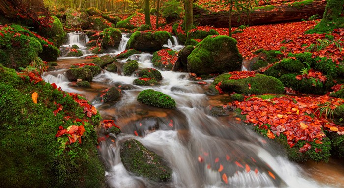 Autumn stream with mossy rocks and red foliage in Germany