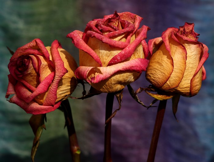 Three dried roses with red and yellow petals