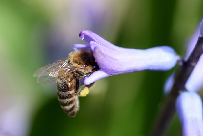 Bee collecting nectar from a purple hyacinth flower
