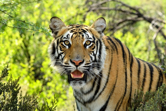 Tiger with open mouth in green foliage