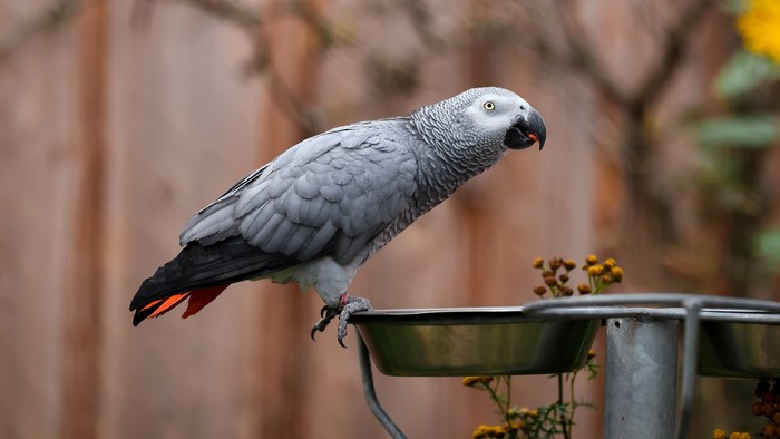4K Grey Parrot on Feeding Bowl