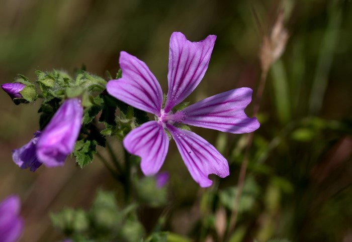 Malva sylvestris flower in closeup