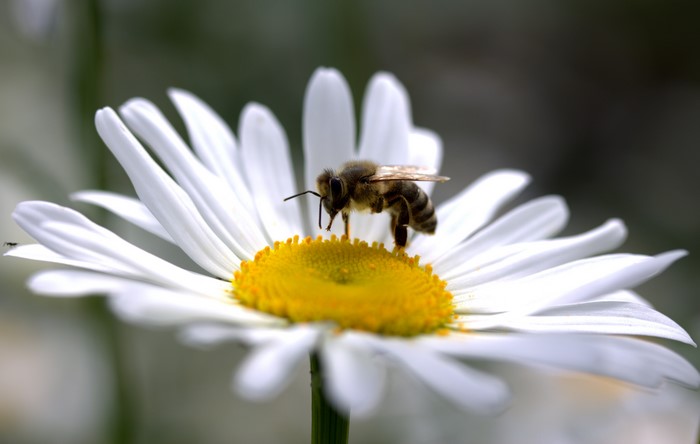 Bee on a Daisy Flower