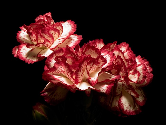4K Carnations with red and white petals on black background
