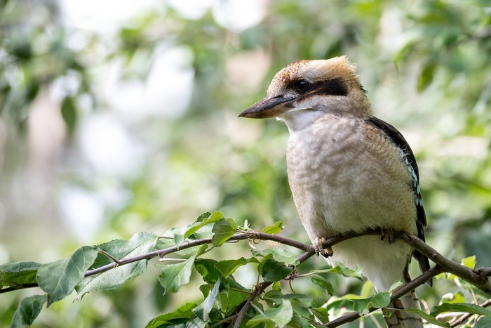 Laughing kookaburra perched on a branch