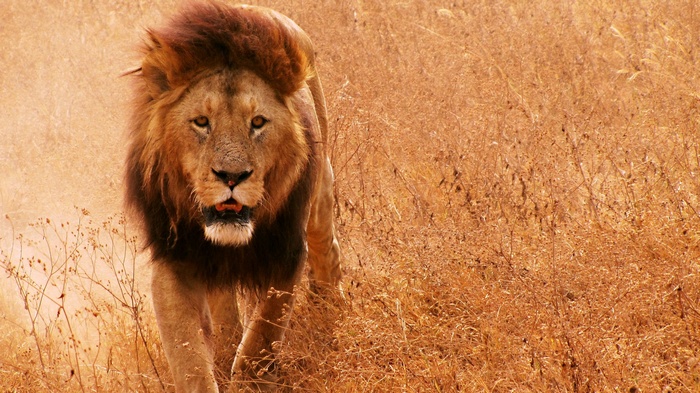 Lion walking through dry grass