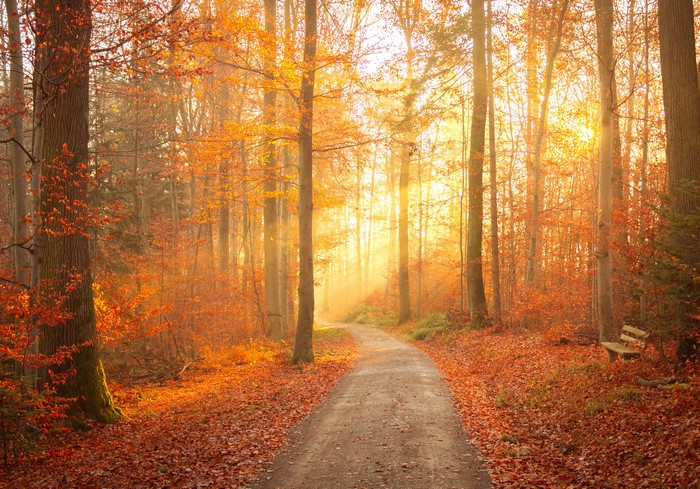 Autumn forest path with sun rays and a bench