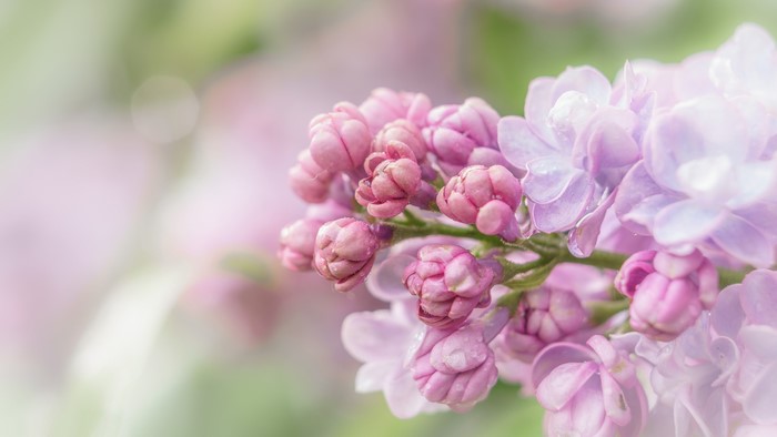 Closeup of Pink and Purple Lilac Flowers