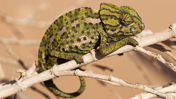 Chameleon on Branches