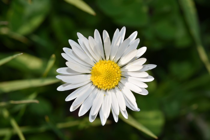 White Daisy Flower Closeup