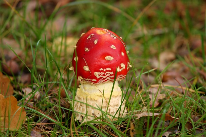 Amanita Mushroom in Grass