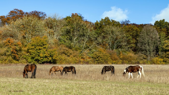 Horses grazing in a field with autumn trees in the background