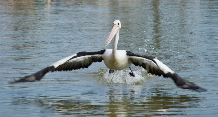 Pelican landing on water with wings spread