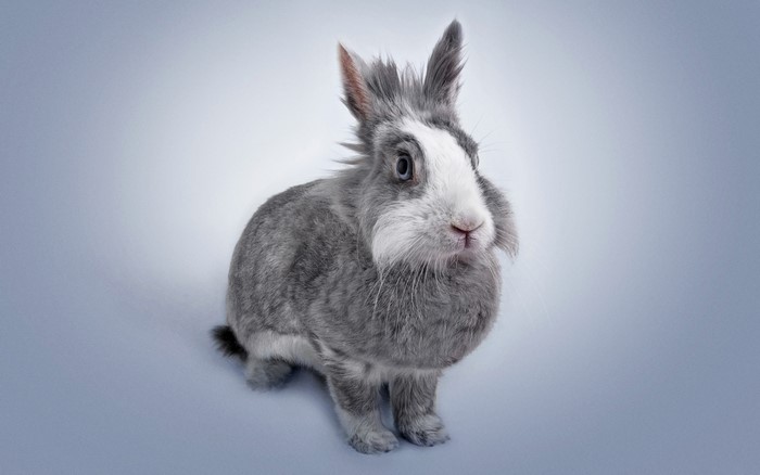 Grey rabbit with white face