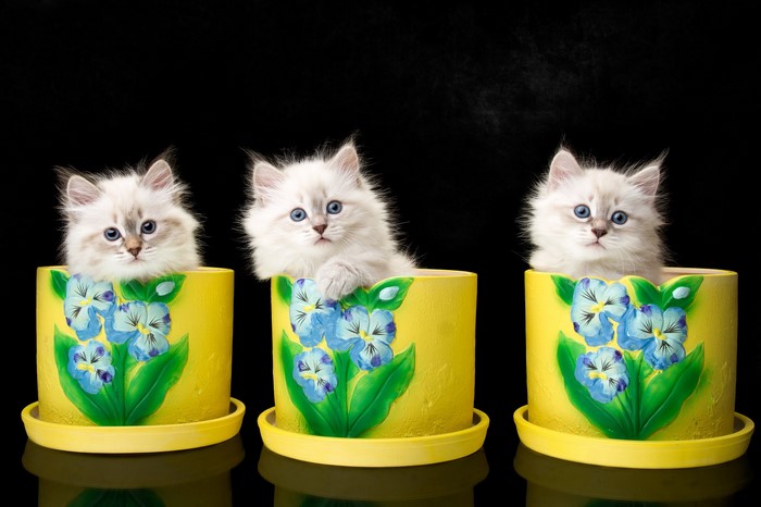 Three Neva Masquerade Kittens in Flower Pots