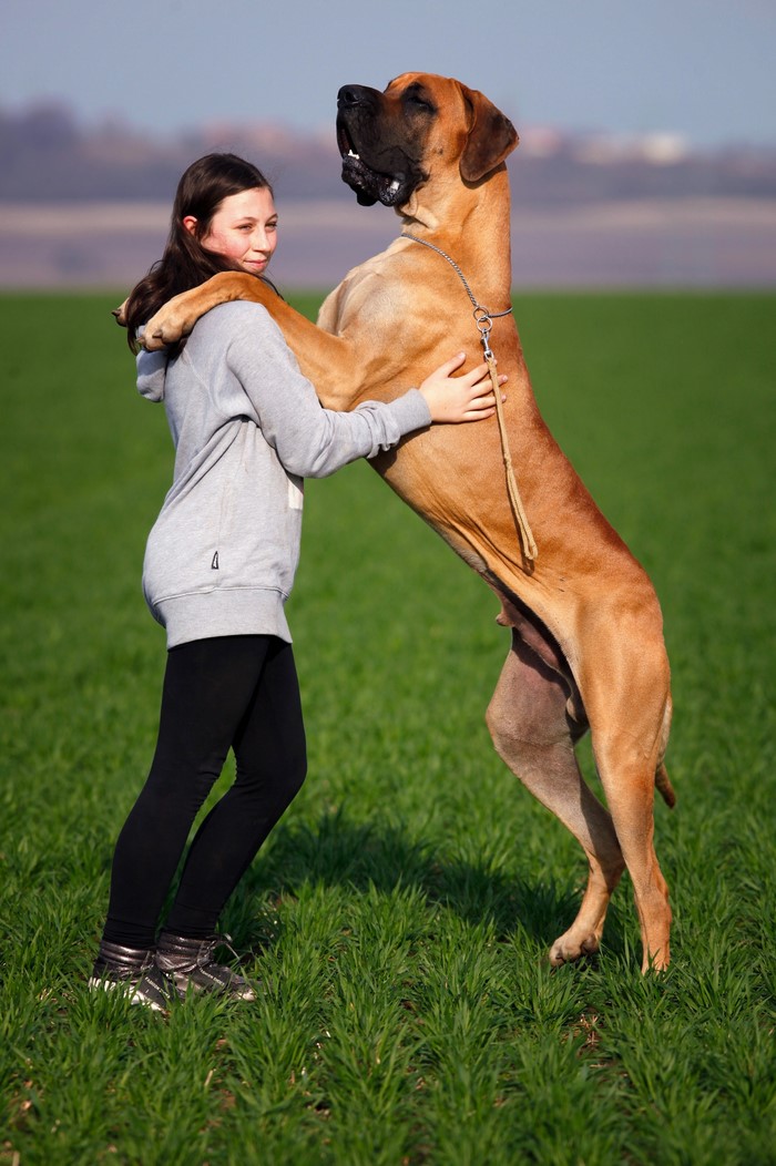 Girl hugging a Great Dane dog in a field