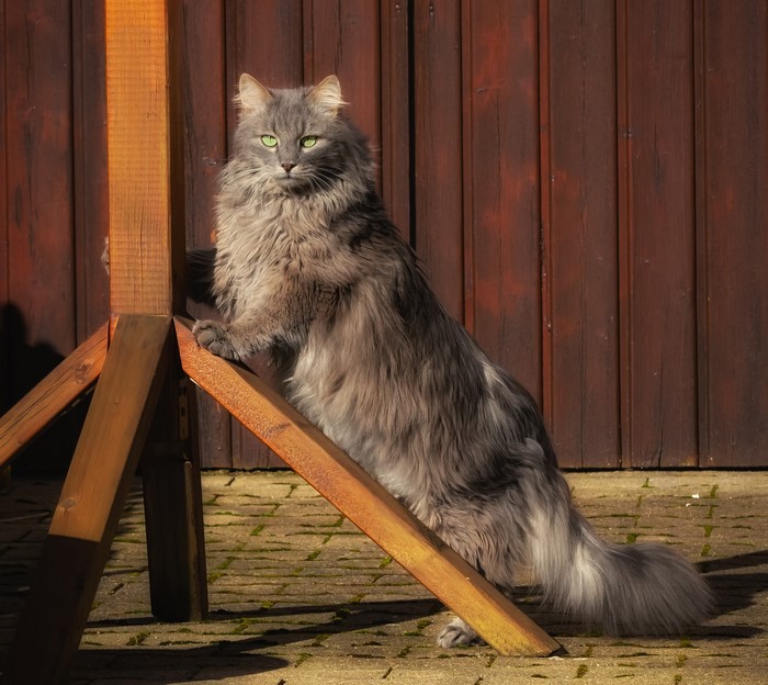 Fluffy grey cat with green eyes on wooden structure