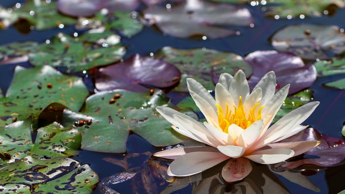 4K Water Lily and Lily Pads