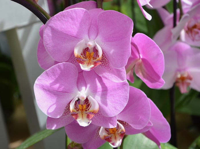 Pink Orchid Closeup