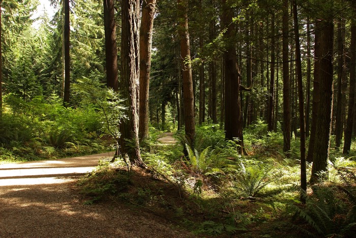 Trail through Stanley Park forest in Vancouver, Canada