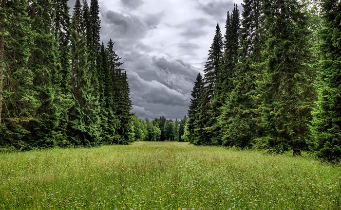 Lomonosov Oranienbaum Park in Russia with Spruce Trees