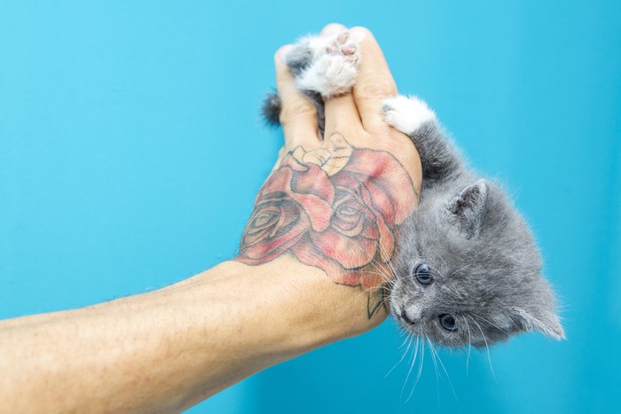 Kitten on a tattooed hand
