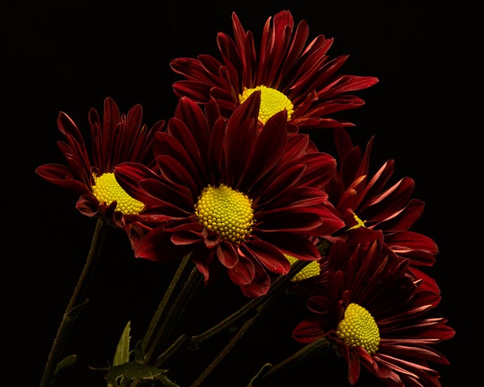 4K Wine Color Chrysanthemums Closeup Black Background