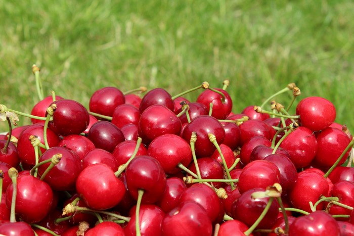 Many Red Cherries on Green Grass