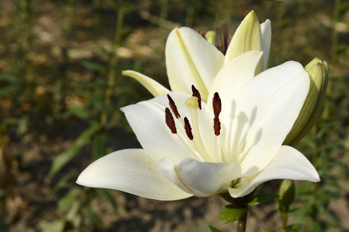 White Lily Flower Closeup