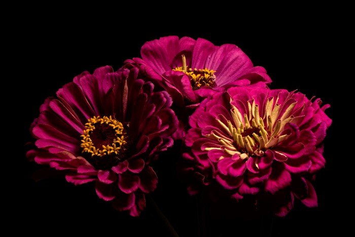 Closeup of Three Wine Color Zinnia Flowers