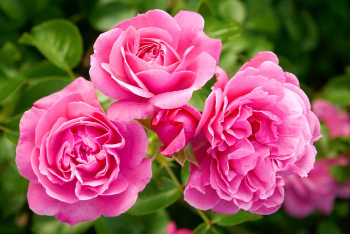 Pink Roses Closeup