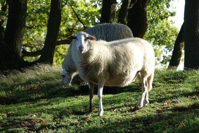 Two sheep on a grassy hill with trees