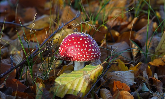 Amanita Mushroom in Autumn Foliage