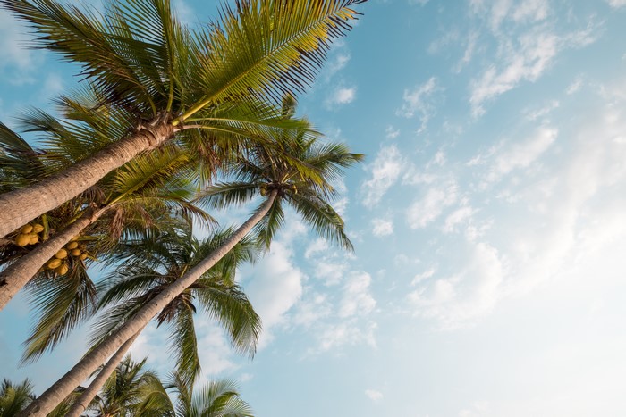 Bottom view of palm trees against a cloudy sky