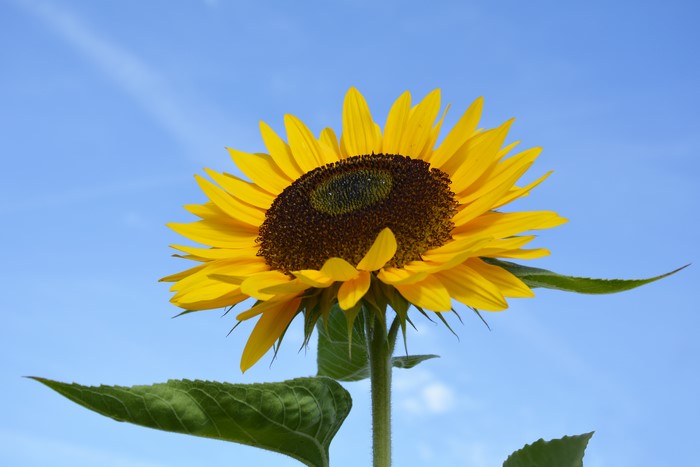 Sunflower Closeup