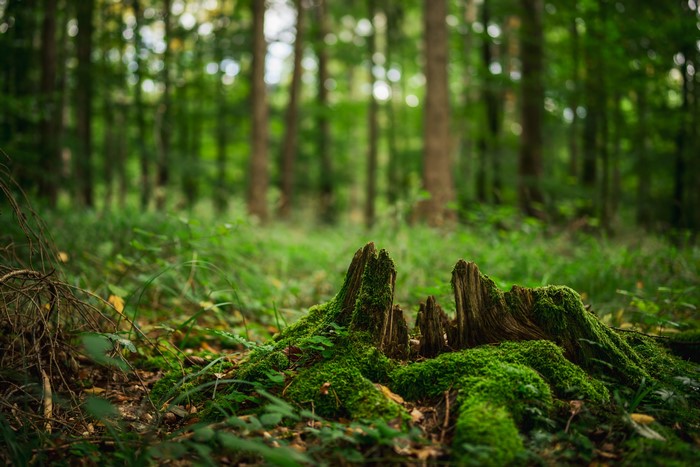 Moss-covered tree stump in a forest with bokeh background